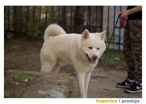 Akita Inu beli muzjak sa dobrim papirima trazi zenku - 11/11
