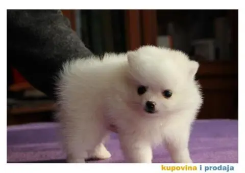 Померански штенад