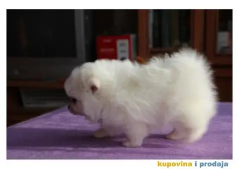 Померански штенад - 2/2