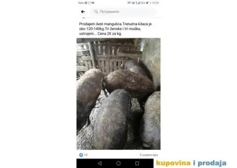 PRODAJEM SVINJE MANGULICE