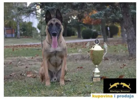 Stenci Belgijskog ovcara - 1/15