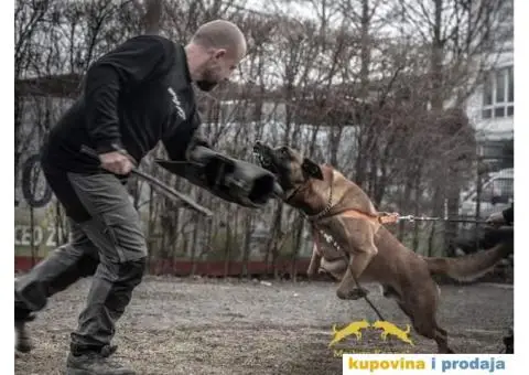 Stenci Belgijskog ovcara - 2/15