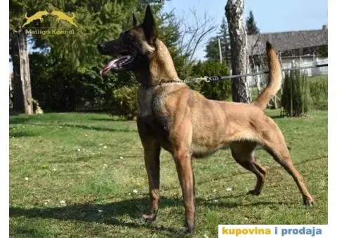 Stenci Belgijskog ovcara - 4/15