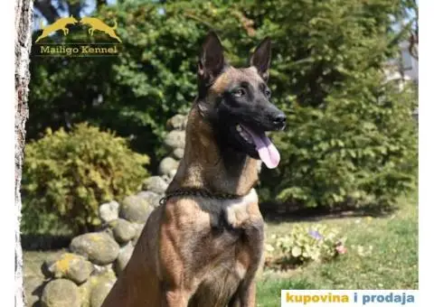 Stenci Belgijskog ovcara - 6/15