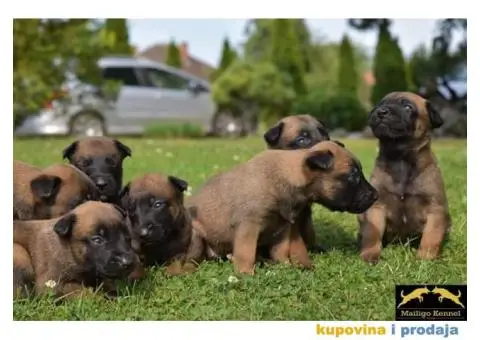 Stenci Belgijskog ovcara - 7/15