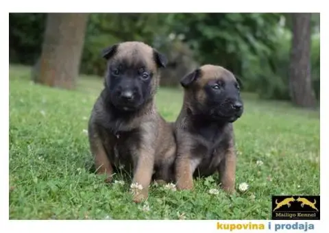 Stenci Belgijskog ovcara - 8/15