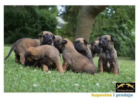 Stenci Belgijskog ovcara - 9/15