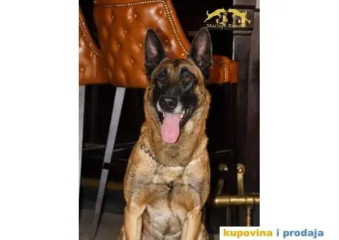 Stenci Belgijskog ovcara - 11/15