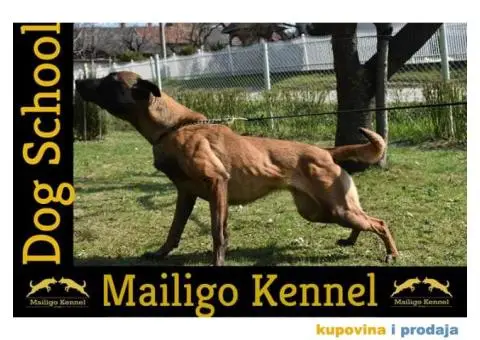 Stenci Belgijskog ovcara - 13/15