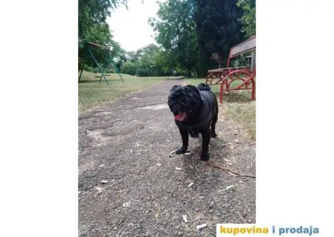 MOPS BOLE SPREMAN ZA PARENJE !!! - 1/7