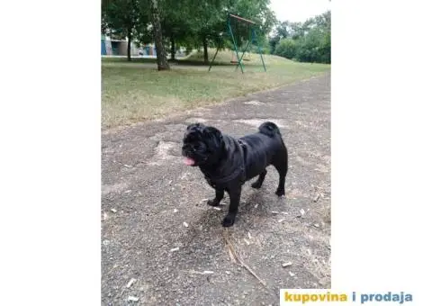 MOPS BOLE SPREMAN ZA PARENJE !!! - 2/7