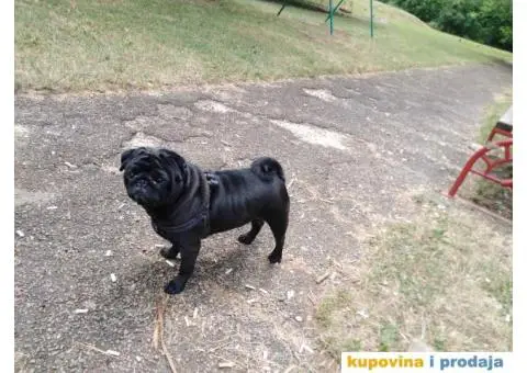 MOPS BOLE SPREMAN ZA PARENJE !!! - 3/7