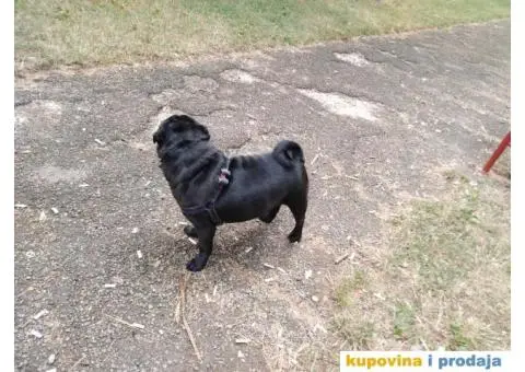 MOPS BOLE SPREMAN ZA PARENJE !!! - 4/7