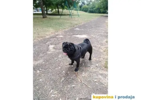 MOPS BOLE SPREMAN ZA PARENJE !!! - 5/7