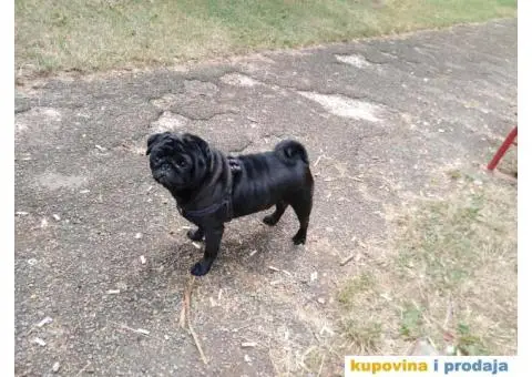 MOPS BOLE SPREMAN ZA PARENJE !!! - 6/7