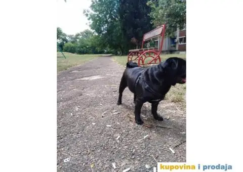 MOPS BOLE SPREMAN ZA PARENJE !!! - 7/7