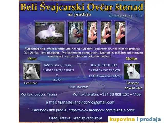 Beli Švajcarski ovčar - 1