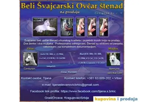 Beli Švajcarski ovčar - 1/8
