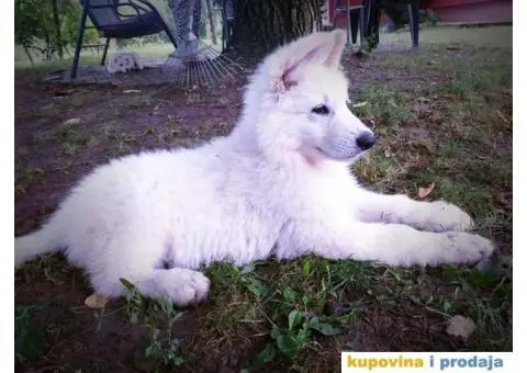 Beli Švajcarski ovčar - 2/8