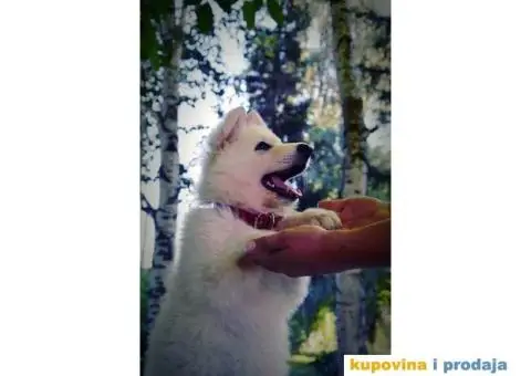 Beli Švajcarski ovčar - 3/8