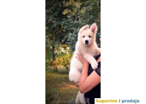 Beli Švajcarski ovčar - 4/8