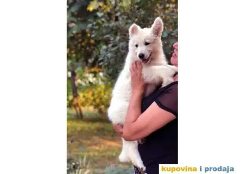 Beli Švajcarski ovčar - 5/8