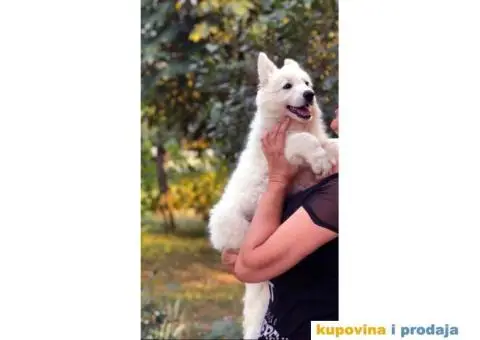 Beli Švajcarski ovčar - 6/8