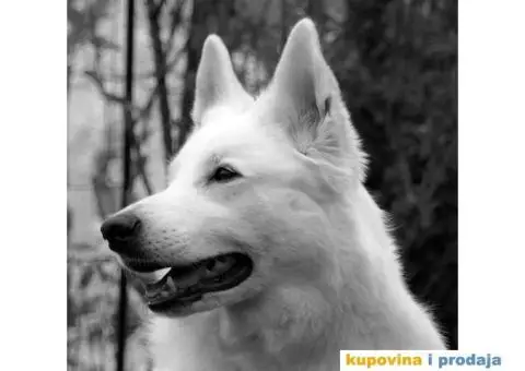 Beli Švajcarski ovčar - 7/8