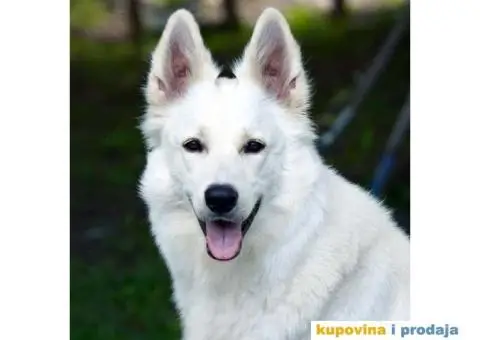 Beli Švajcarski ovčar - 8/8