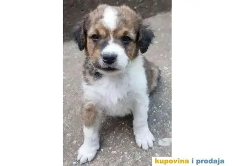 Poklanjam  štence - 1/3