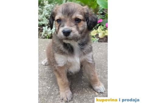 Poklanjam  štence - 2/3