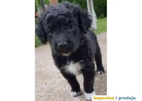 Poklanjam  štence - 3/3