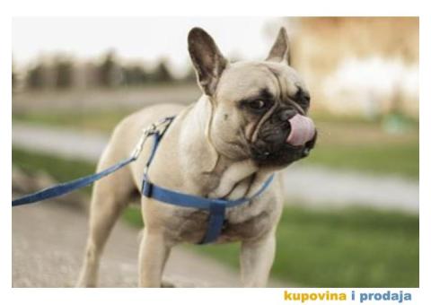 Francuski buldog spreman za parenje - 1/5