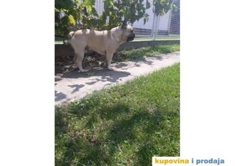 Francuski buldog spreman za parenje - 2/5