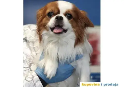 Pekinezer Džoni - 1/3