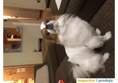 Pekinezer Džoni - 2/3