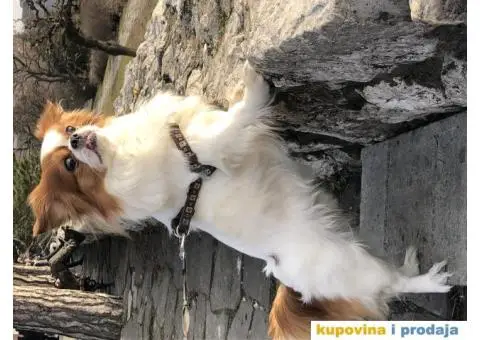 Pekinezer Džoni - 3/3