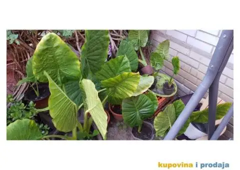 Prodajem cveće - 1/5