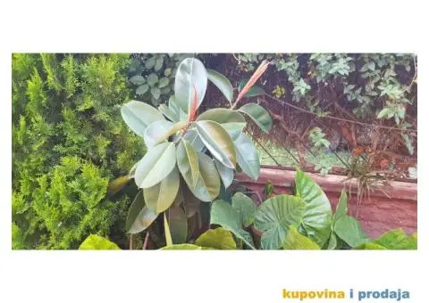 Prodajem cveće - 2/5