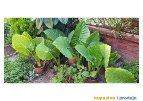 Prodajem cveće - 3/5