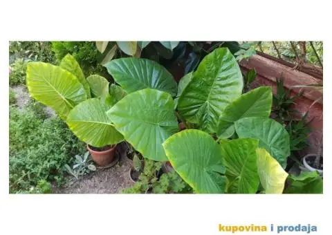 Prodajem cveće - 4/5