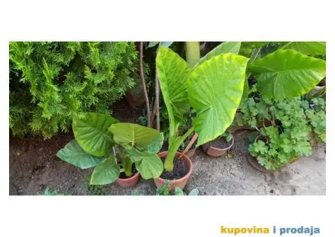 Prodajem cveće - 5/5