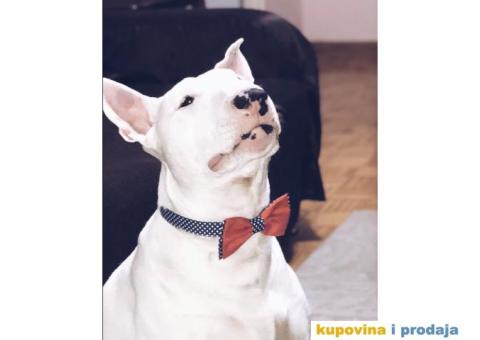 Engleski bul terijer - 1/3