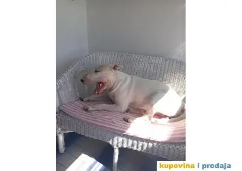 Engleski bul terijer - 2/3