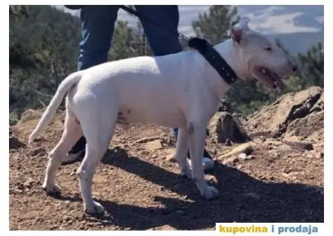 Engleski bul terijer - 3/3