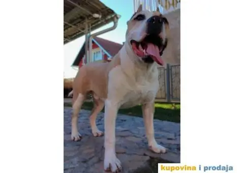 Riči traži ženku za parenje