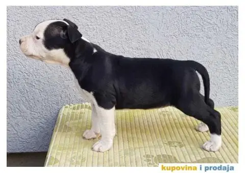 Americki staford stenci - 1/5