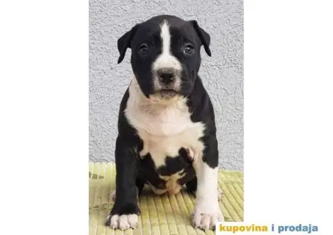 Americki staford stenci - 2/5