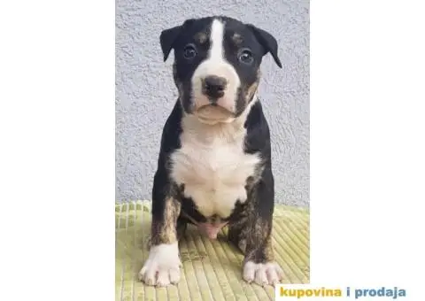 Americki staford stenci - 3/5