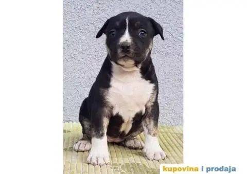 Americki staford stenci - 5/5